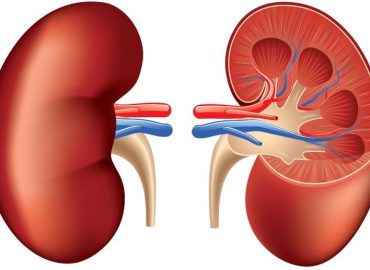 Human kidney anatomy isolated on white photo-realistic vector illustration